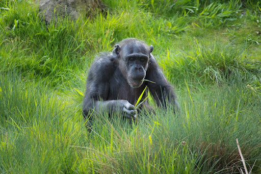 Call From Monkey Prank Screen 3