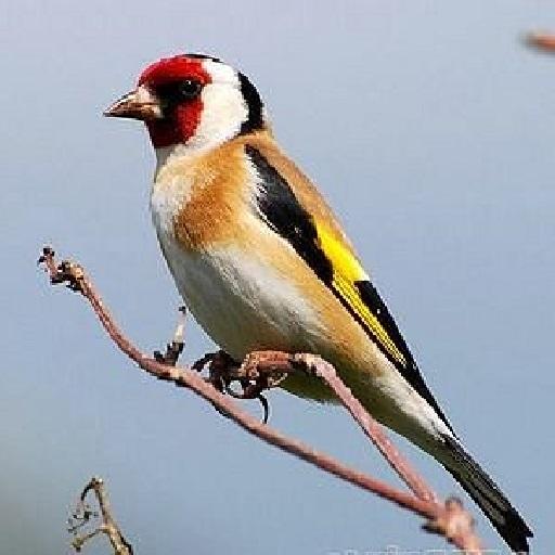 Goldfinch 1.0 Icon