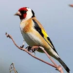 Cover Image of 下载 Goldfinch  APK