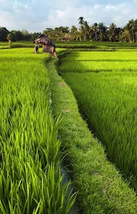 Agriculture Wallpaper