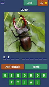 Insect Quest: Trivia Challenge