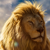 moving lion wallpapers icon