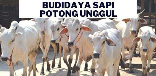 Budidaya Sapi Potong Unggul