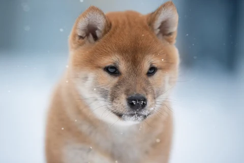 Shiba Inu Dog Wallpaper HD