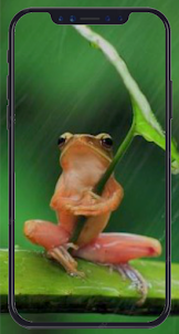 Cute Frog Wallpaper HD 4K