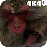 Snow Monkeys Video Wallpaper icon