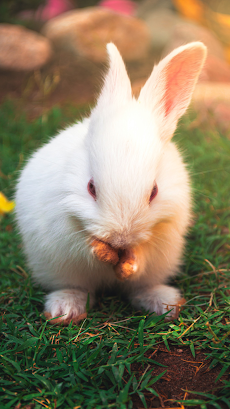 Rabbit Wallpaper - Cute Bunnyのおすすめ画像1