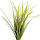 Montana Grasses