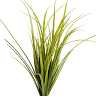 Montana Grasses