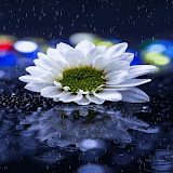 Rainy White Flower LWP icon