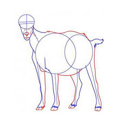 How to draw animals guide