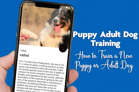 Puppy Adult Dog Training