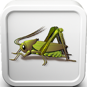 Cricket Insect Sounds Ringtone