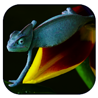 Lizard Wallpaper HD