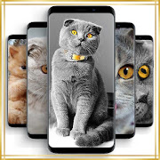 Scottish Fold Wallpapers