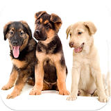 Images Puppies icon