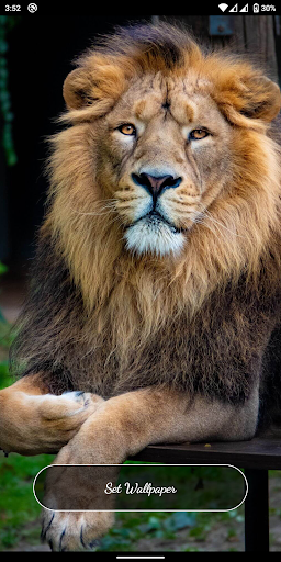 Lion Wallpapers 4K Backgrounds Screen 3