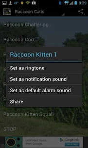 Raccoon Calls HD