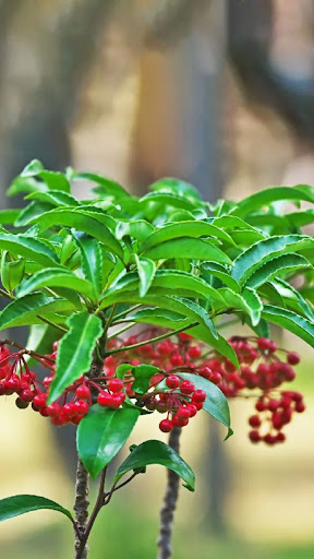 Genus Ardisia Wallpaper