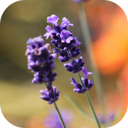 Top 20 Personalization Apps Like LavenderBG: Lavender Wallpaper - Best Alternatives