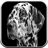 Dog Games Free For Kids: Barks icon