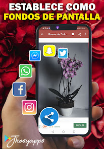 Captura de Pantalla 4 Flores y Rosas Rojas imágenes  android