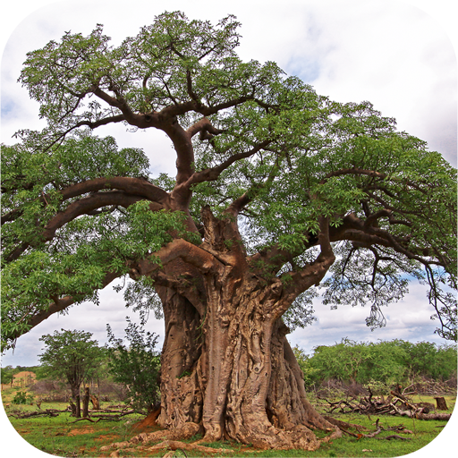 eTrees of Southern Africa 1.3.1 Icon