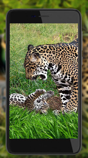 Jaguar Wild Live Wallpaper