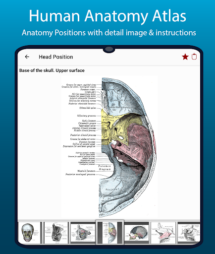 Human Anatomy Handbook