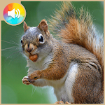 Cover Image of Download Call Squirrel Hunting 1.1.1 APK