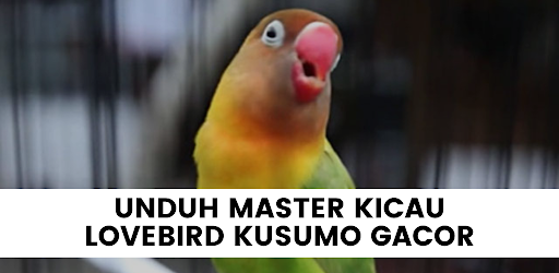 Master Lovebird Kusumo