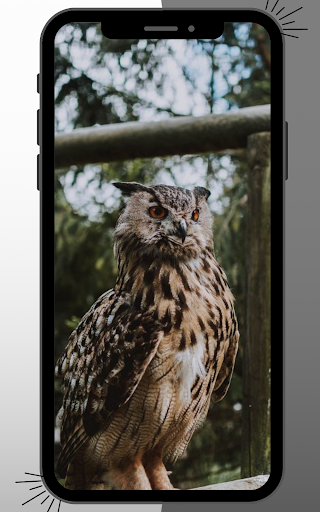 Owl Wallpaper Screen 2