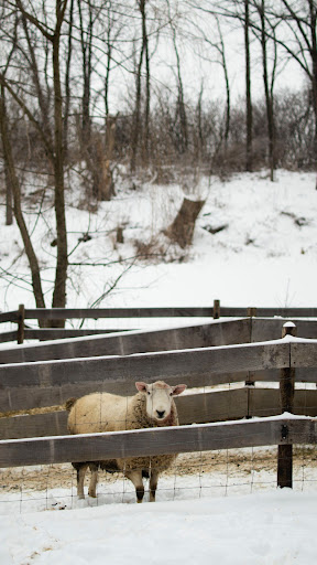 Sheep Wallpapers Screen 3