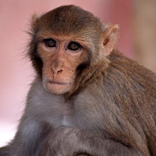 Monkey Sounds logo