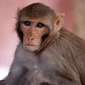 Download Monkey Sounds 4.0 Apk for android