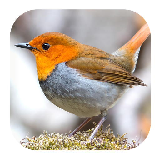 Robin Bird Sounds - AppWisp.com