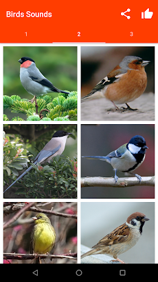 鳥の為の鳥の鳴き声のおすすめ画像3