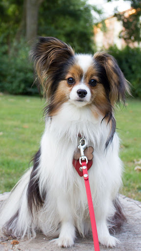 Papillon Dog Screen 3