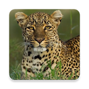 Leopard Sound Collections ~ Sclip.app