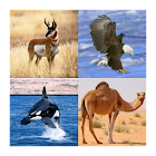 Guess The Animal -  Quiz 1.0