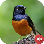 Cover Image of ダウンロード White-rumped Shama Sounds  APK