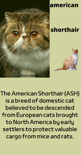 Android application american shorthair screenshort