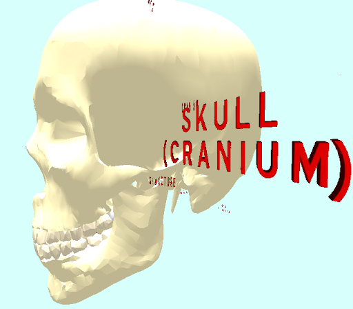 The Human Skull/Cranium VR Screen 2