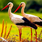 Cover Image of Tải xuống The White Stork  APK