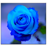 Blue Rose Live Wallpaper icon
