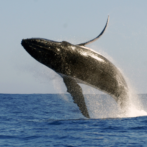 Whale Sounds logo
