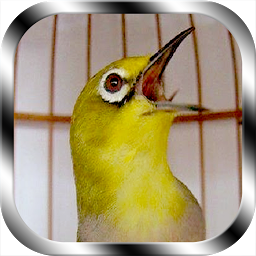 Chirping of the Bird