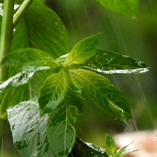 rainy day wallpaper logo