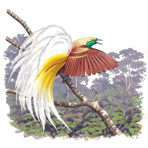 Birds of New Guinea logo