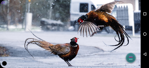 Pheasant Photos Screen 2